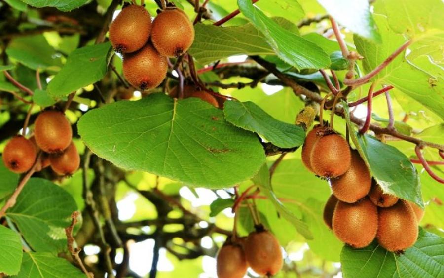 किवीखेतीबाट मनग्य आम्दानी गर्दै डडेल्धुराका किसान , भण्डारणको समस्या